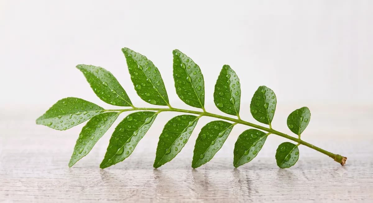 Curry Leaves
